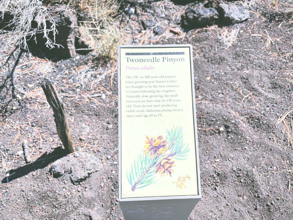 アメリカアリゾナ州サンセットクレーター火山国定公園Sunset Crater Volcano National Monument見どころ魅力トレイル・ハイキングモデルコース日本人観光