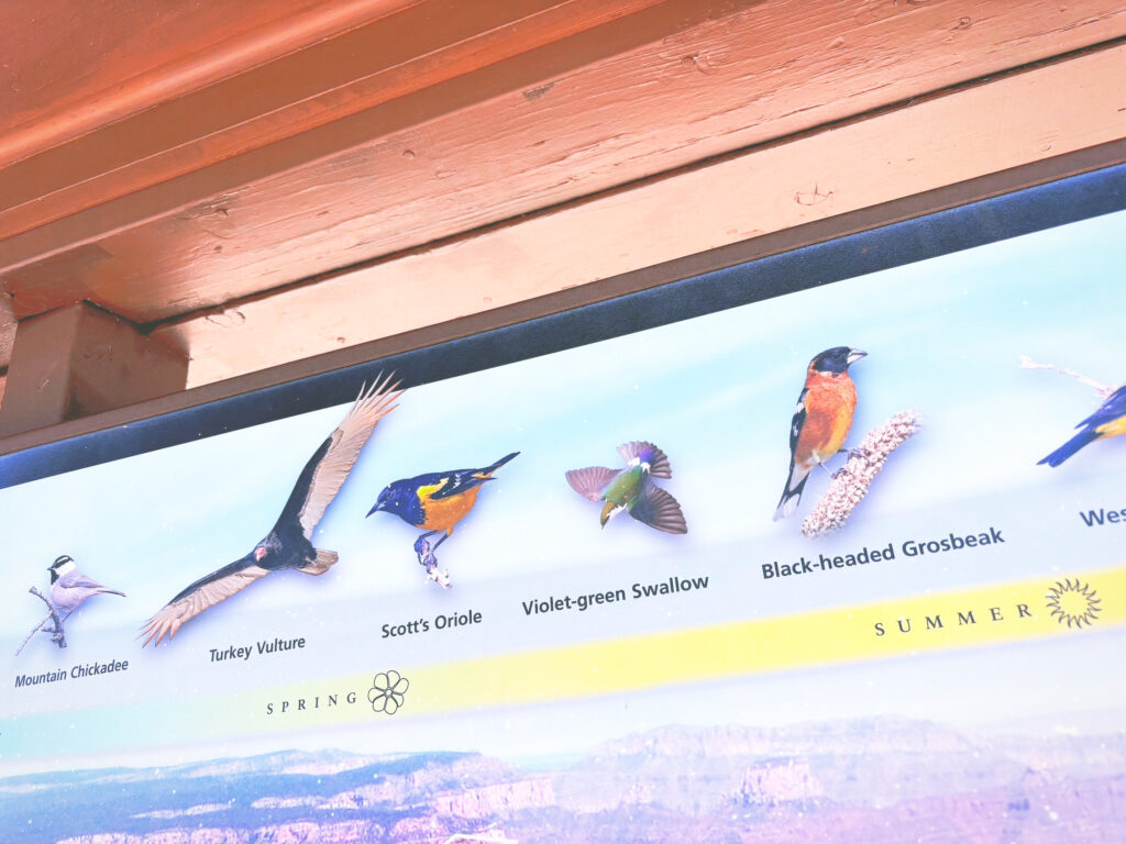 アメリカアリゾナ州グランドキャニオン国立公園Grand Canyon National Park見どころ魅力トレイル・ハイキングモデルコース日本人観光