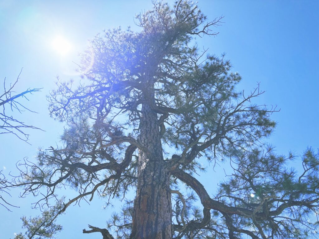 アメリカアリゾナ州ウォルナットキャニオン国定公園Walnut Canyon National Monument見どころ魅力トレイル・ハイキングモデルコース日本人観光