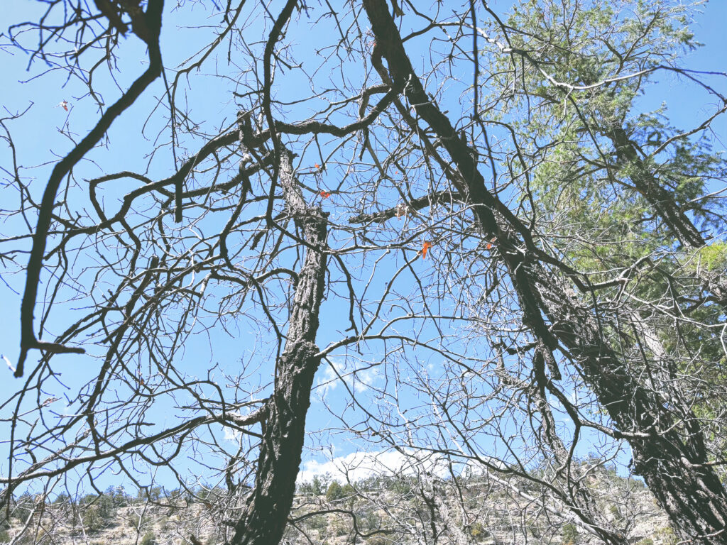 アメリカアリゾナ州ウォルナットキャニオン国定公園Walnut Canyon National Monument見どころ魅力トレイル・ハイキングモデルコース日本人観光