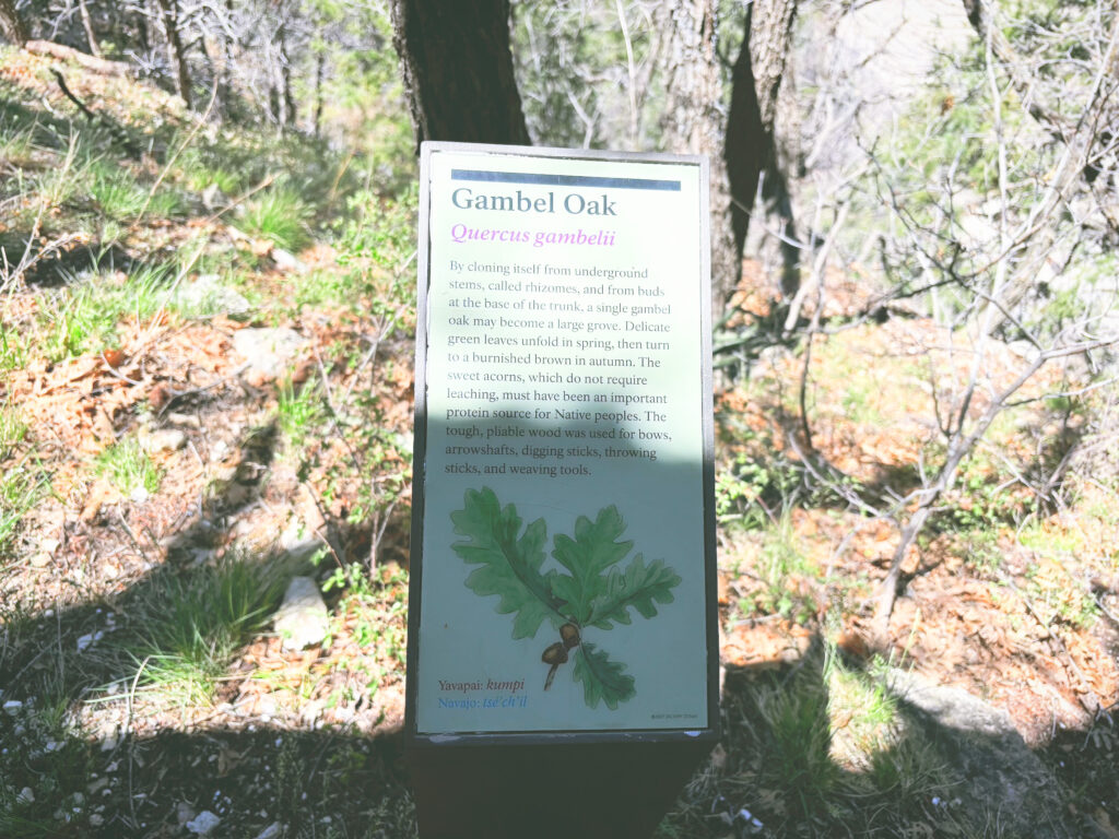 アメリカアリゾナ州ウォルナットキャニオン国定公園Walnut Canyon National Monument見どころ魅力トレイル・ハイキングモデルコース日本人観光