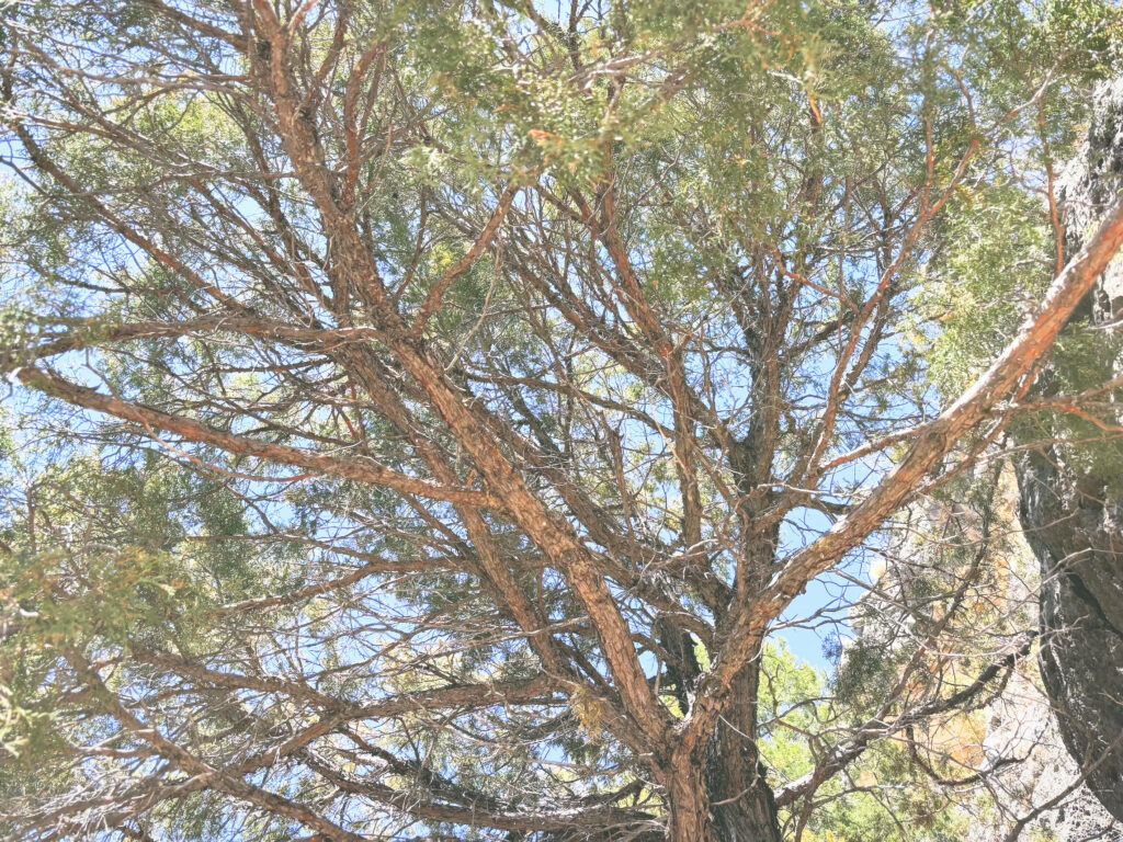 アメリカアリゾナ州ウォルナットキャニオン国定公園Walnut Canyon National Monument見どころ魅力トレイル・ハイキングモデルコース日本人観光