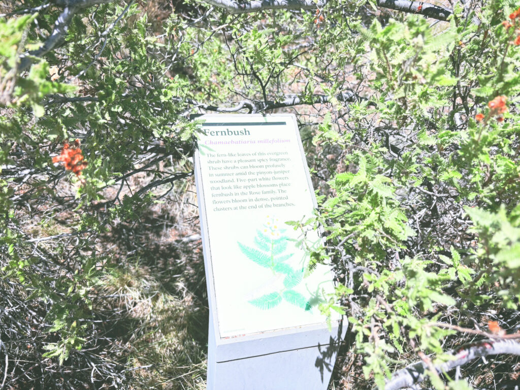アメリカアリゾナ州ウォルナットキャニオン国定公園Walnut Canyon National Monument見どころ魅力トレイル・ハイキングモデルコース日本人観光