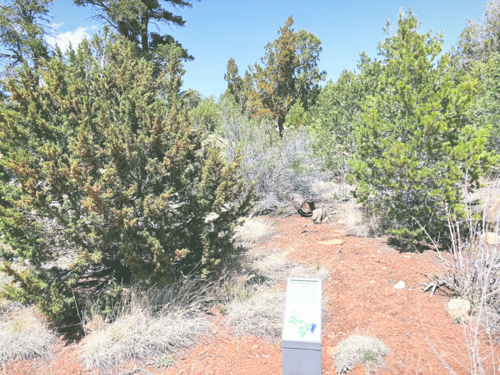 アメリカアリゾナ州ウォルナットキャニオン国定公園Walnut Canyon National Monument見どころ魅力トレイル・ハイキングモデルコース日本人観光