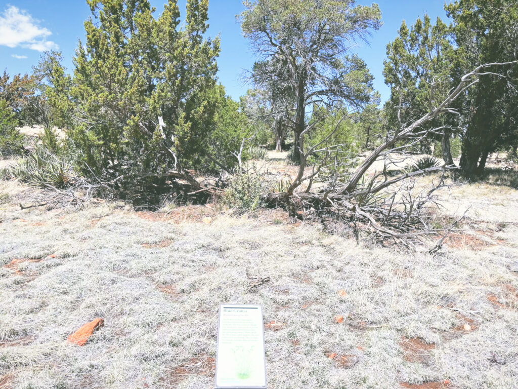 アメリカアリゾナ州ウォルナットキャニオン国定公園Walnut Canyon National Monument見どころ魅力トレイル・ハイキングモデルコース日本人観光