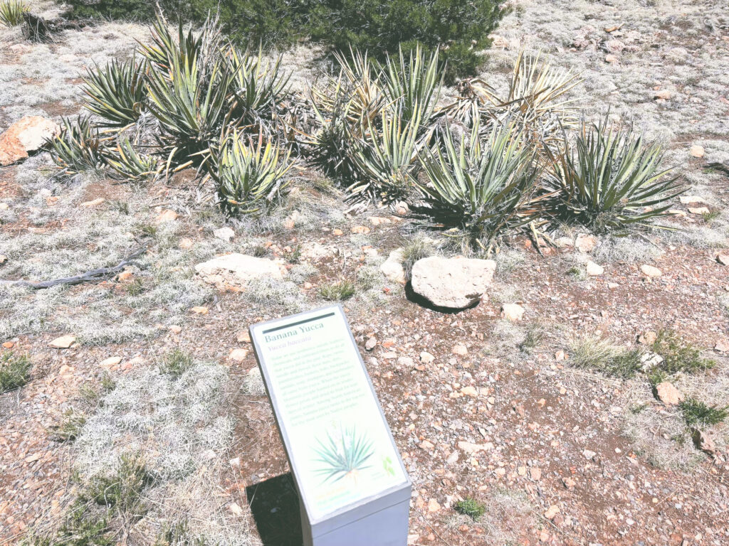 アメリカアリゾナ州ウォルナットキャニオン国定公園Walnut Canyon National Monument見どころ魅力トレイル・ハイキングモデルコース日本人観光