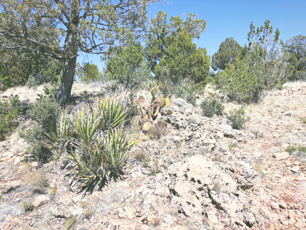アメリカアリゾナ州ウォルナットキャニオン国定公園Walnut Canyon National Monument見どころ魅力トレイル・ハイキングモデルコース日本人観光