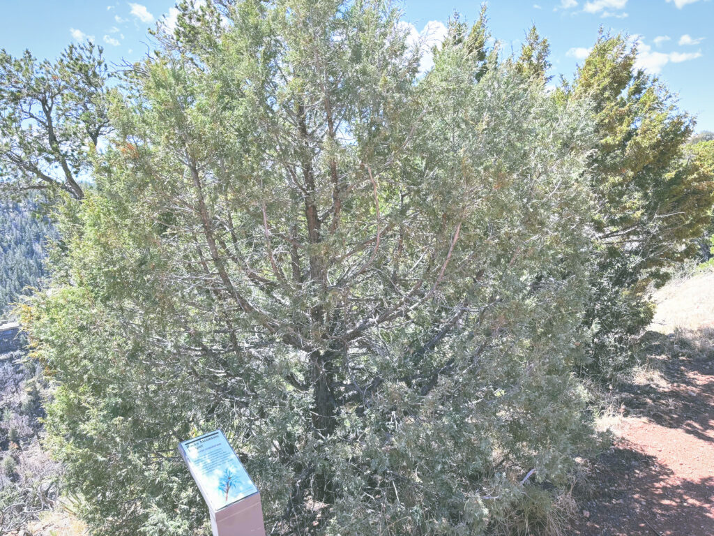 アメリカアリゾナ州ウォルナットキャニオン国定公園Walnut Canyon National Monument見どころ魅力トレイル・ハイキングモデルコース日本人観光
