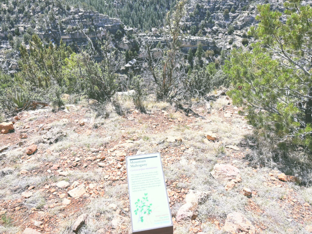 アメリカアリゾナ州ウォルナットキャニオン国定公園Walnut Canyon National Monument見どころ魅力トレイル・ハイキングモデルコース日本人観光