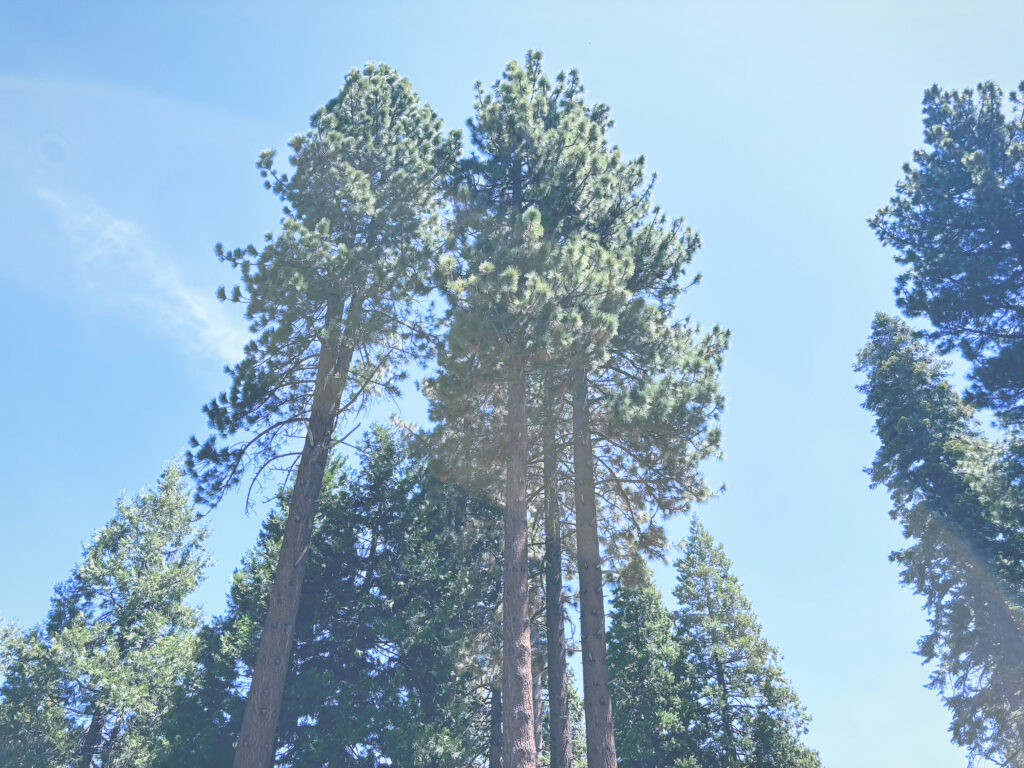 アメリカカリフォルニア州シュガーパインポイント州立公園Ed Z'berg Sugar Pine Point State Park見どころ魅力トレイル・ハイキングモデルコース日本人観光