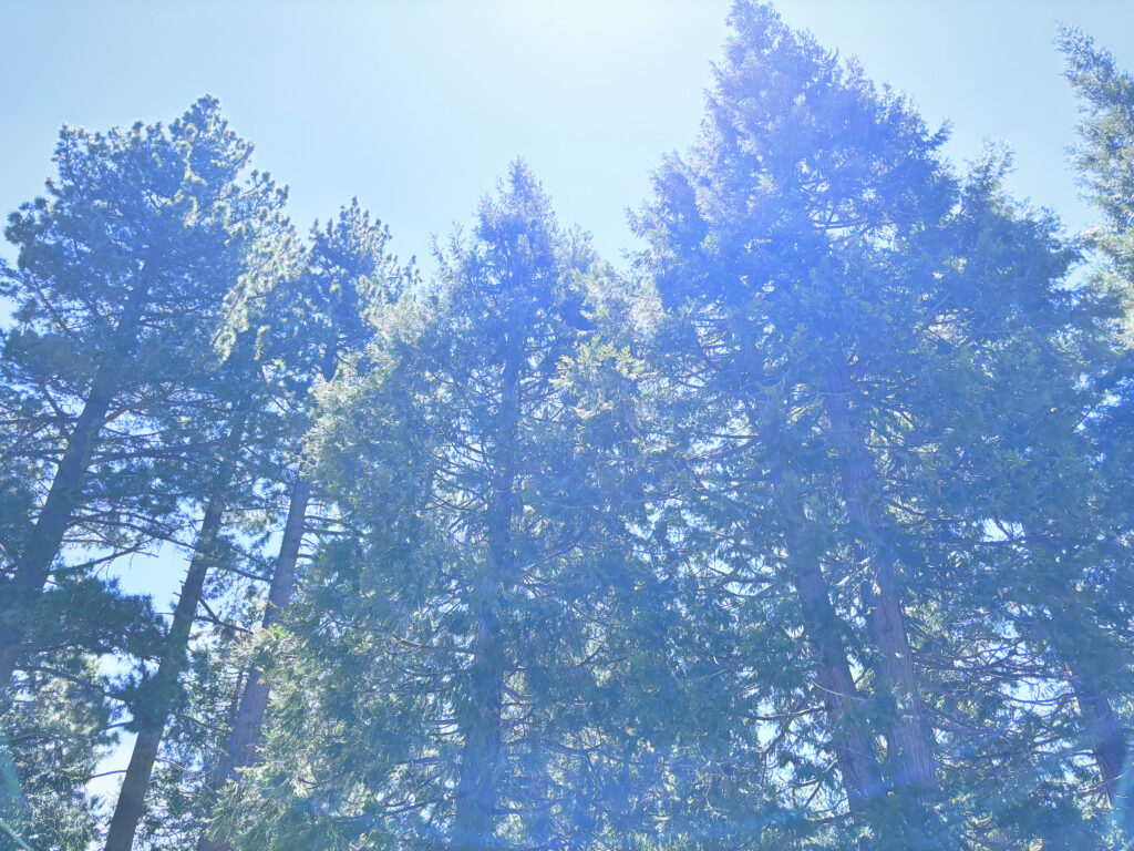 アメリカカリフォルニア州シュガーパインポイント州立公園Ed Z'berg Sugar Pine Point State Park見どころ魅力トレイル・ハイキングモデルコース日本人観光