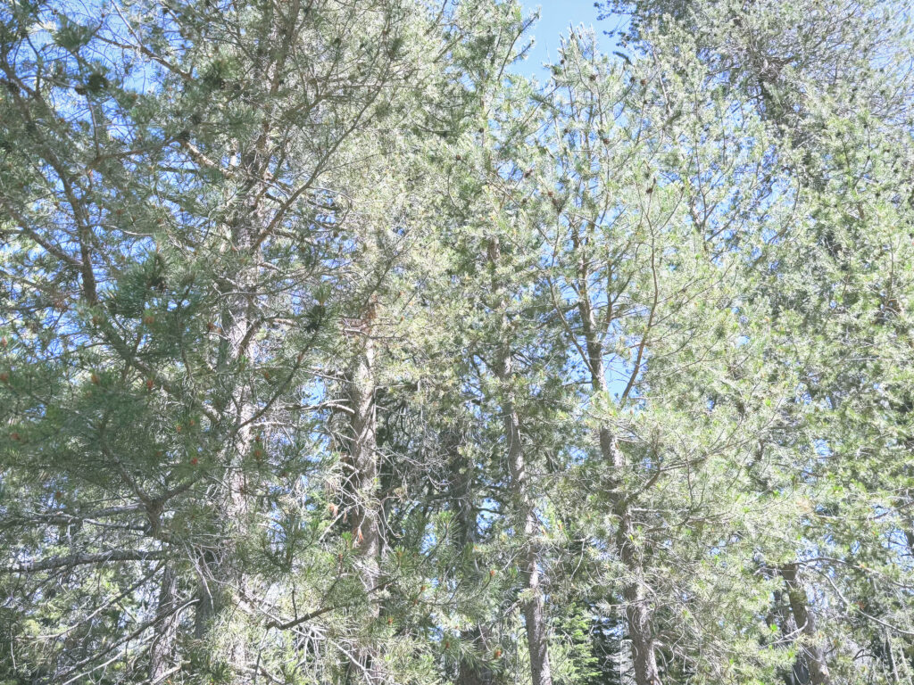 アメリカカリフォルニア州ドナーメモリアル州立公園Donner Memorial State Park見どころ魅力トレイル・ハイキングモデルコース日本人観光