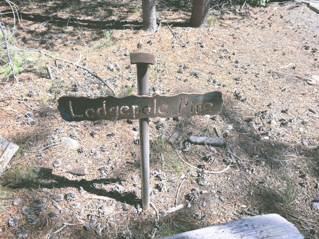 アメリカカリフォルニア州ドナーメモリアル州立公園Donner Memorial State Park見どころ魅力トレイル・ハイキングモデルコース日本人観光