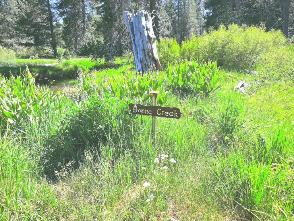 アメリカカリフォルニア州ドナーメモリアル州立公園Donner Memorial State Park見どころ魅力トレイル・ハイキングモデルコース日本人観光